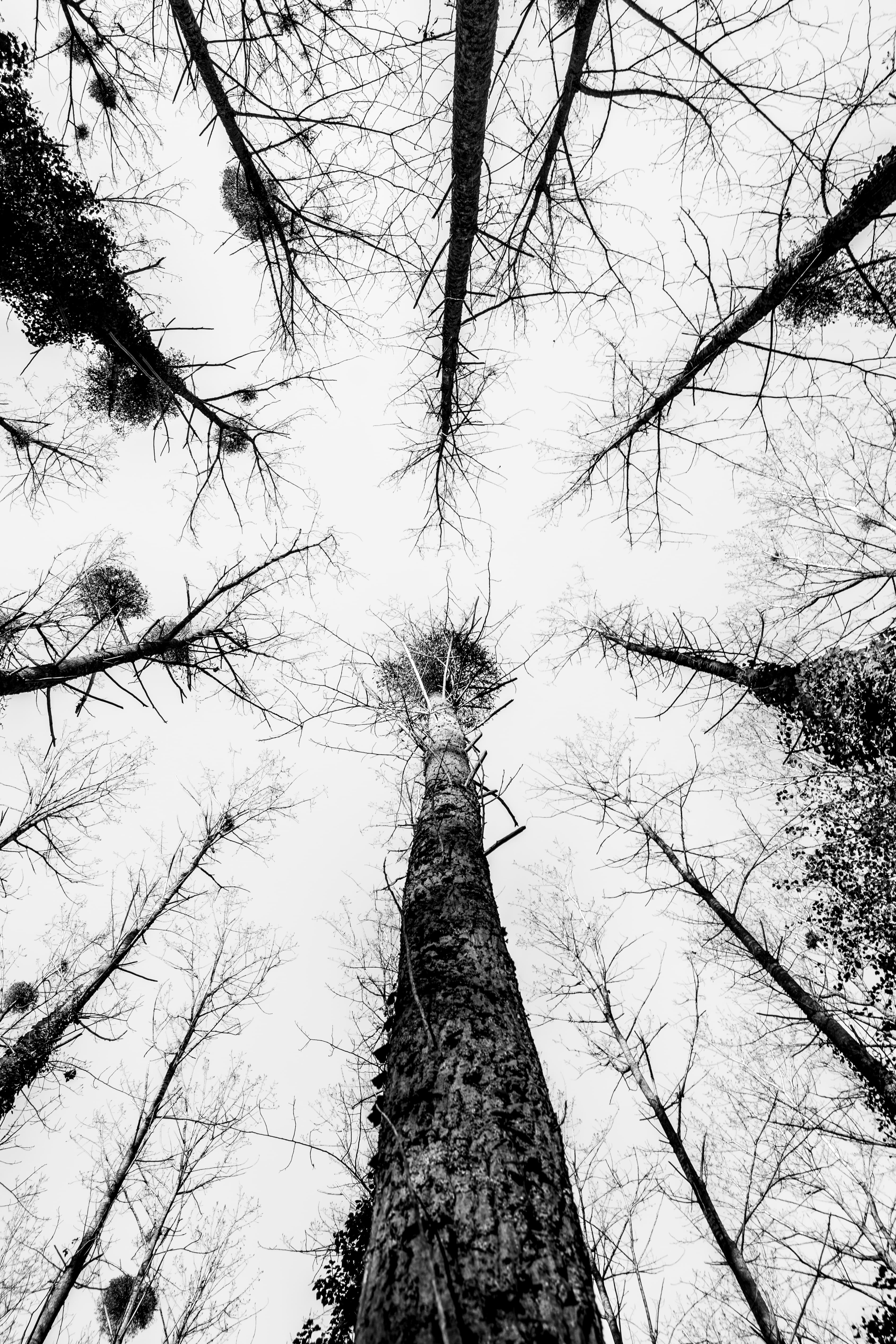Forêt